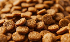 Senior Dog Special Food